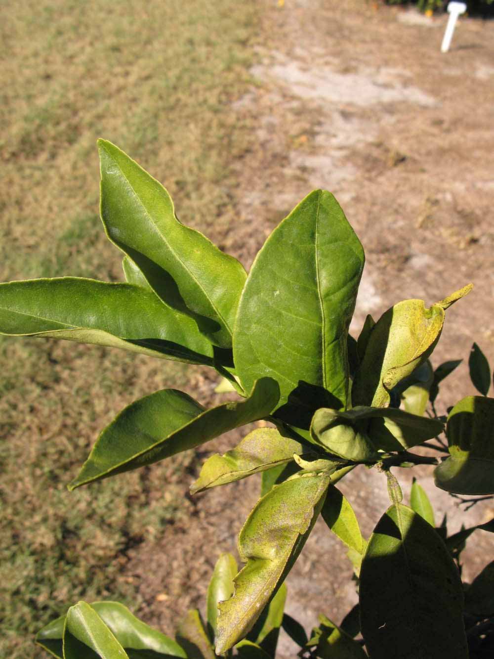            Sun leaves (Winter Haven, FL)   